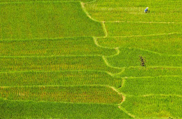 Indonésie - Sumatra - Les paysages de rizières de Bukittinggi © David Lefranc