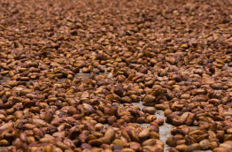 Madagascar - Cacao © Pierre Yves Babelon - Shutterstock