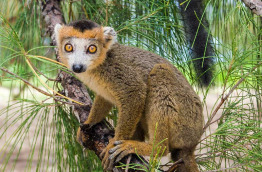 Madagascar - Lémurien © Pierre Yves Babelon - Shutterstock