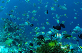 Malaisie - Bornéo - Mataking - The Reef Dive Resort © Michael Aw