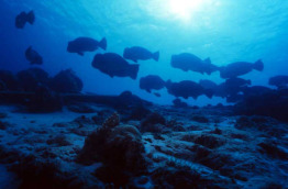 Malaisie - Bornéo - Mataking - The Reef Dive Resort