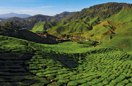 Malaisie - Circuit Les classiques de la Malaisie - Les plantations de thé de Cameron Highlands
