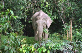 Malaisie - Circuit La rivière Kinabatangan - Elephant pygmée de Bornéo © Peter Lange