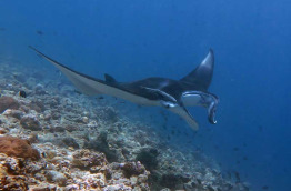 Maldives - Dhigurah - BB Dive