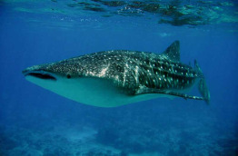 Maldives - Euro Divers - La plongée - Requin baleine