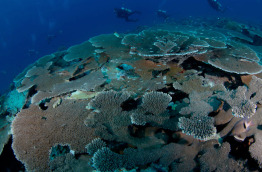 Maldives - Centre de plongée Sub Oceanic - Canareef Resort
