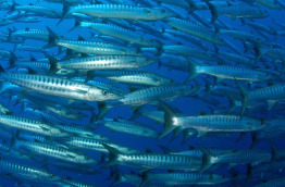 Ile Maurice - Trou aux biches - Blue Water Divers
