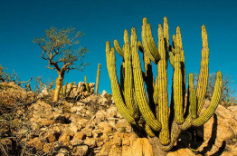 Tour du monde - Mexique - Baja California © Shutterstock 147155837, Leonardo Gonzales