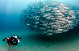 Mexique - Croisière Nautilus Liveaboards - Mer de Cortez © Shutterstock - Leonardo Gonzalez