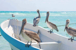 Mexique - Yucatan - Playa Del Carmen © Shutterstock - Scott Prokop