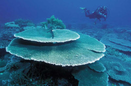 Micronésie - Palau © Palau Visitor Authority