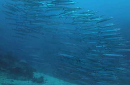 Nouvelle-Calédonie - Grande Terre - Bourail Aqua Diving