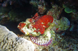 Nouvelle-Calédonie - Grande Terre - Bourail Aqua Diving