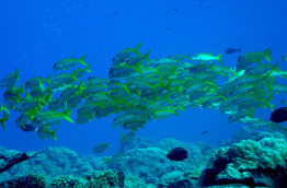 Polynésie - Tuamotu - Fakarava - Croisière Aquatiki