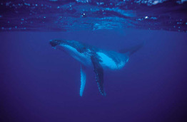 Polynésie française - Moorea - Expédition Dauphins et Baleines du Dr Poole © Tahiti Tourisme, Vincent Audet
