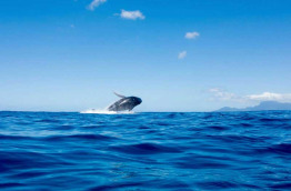 Polynésie française - Observation des baleines à Tahiti avec Fluid © Babptiste le Bouil