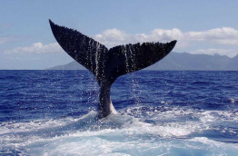 Polynésie française - Observation des baleines à Tahiti avec Fluid