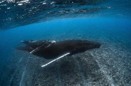 Polynésie française © Top Dive, Greg Lecoeur