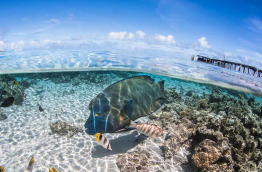 Polynésie française © Top Dive, Greg Lecoeur