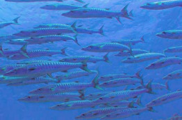 Polynésie - Tuamotu - Rangiroa Diving Center