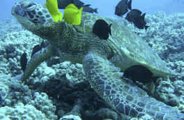 Seychelles - Mahé - Dive Seychelles Underwater Centre