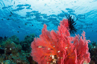Indonésie - Sulawesi - Croisière plongée Pelagian © Walt Stearns