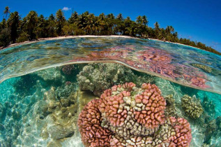Polynésie française © Top Dive