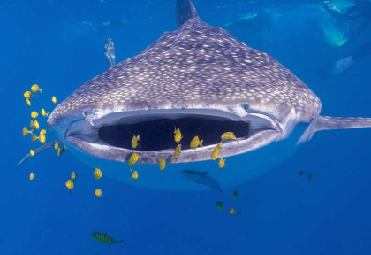 Australie - Western Australia - Ningaloo Reef - Exmouth Dive and Whalesharks - Croisière nager avec les requins-baleines © Chiara Bussini