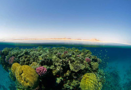 Egypte - Hamata - Red Sea Diving Safari - Wadi Lahami © Nataliya Korzina