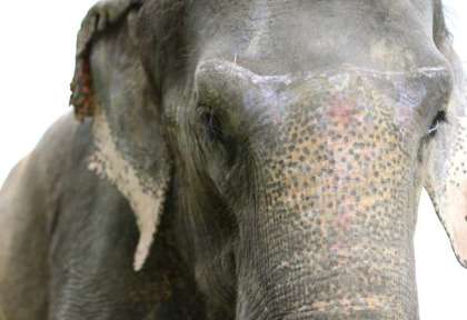 Indonésie - Balade à dos d'éléphant