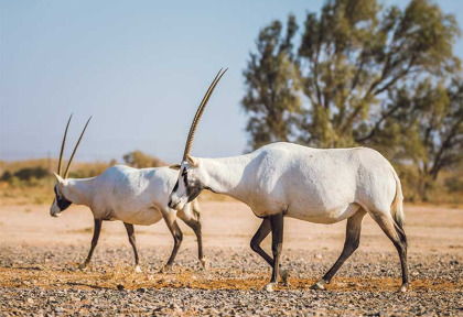 Jordanie - Oryx et réserves naturelles de Jordanie - Réserve de Shaumari © Visit Jordan