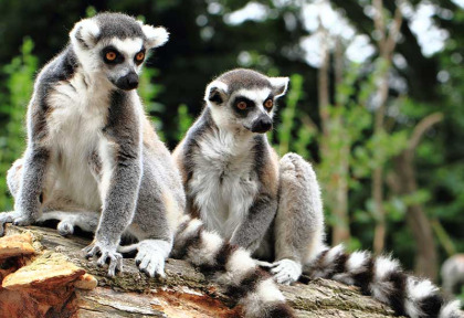 Madagascar - Lémuriens © Shutterstock, Jiri Vaclavek