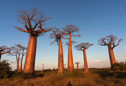 Madagascar - Allée des Baobabs © Shutterstock, Sunsinger