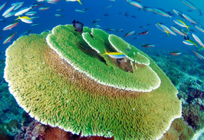 Tour du monde - Maldives - Acropores © Dive Ocean
