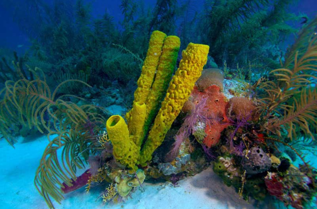 Cuba - Ile de la Jeunesse - Colony International Diving Center © Shutterstock - Rostislav Ageev
