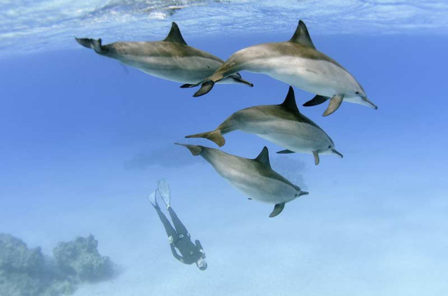 Egypte - Dolphinesse © Blue Ocean