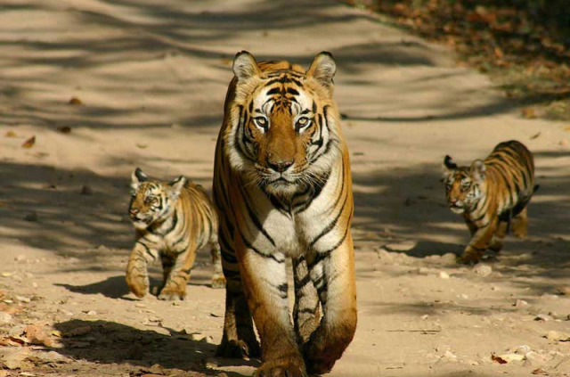 Inde - Les tigres du Gujarat