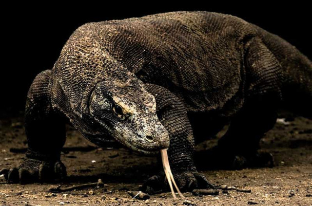 Indonésie - Dragon de Komodo