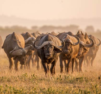 Safari en Afriue du Sud