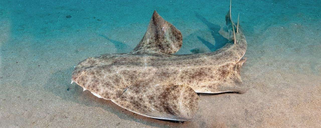 Requin-Ange aux Canaries © Aquasport Lanzarote - 2 Diving Brix
