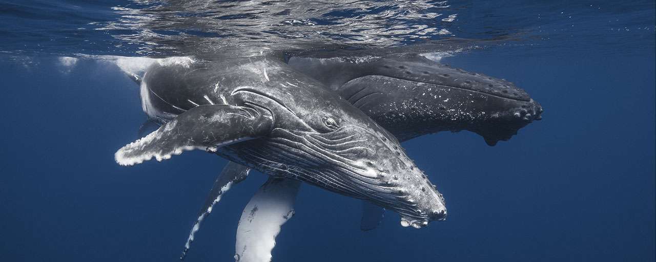Baleines à bosses © IRT - Gabriel Barathieu