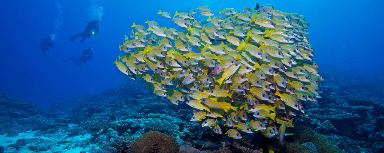 Maldives © Prodivers