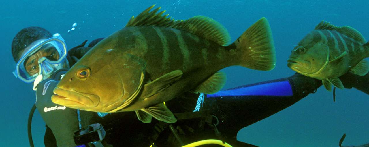 Green Turtle Caye - The Abacos © Brendal's Dive Center
