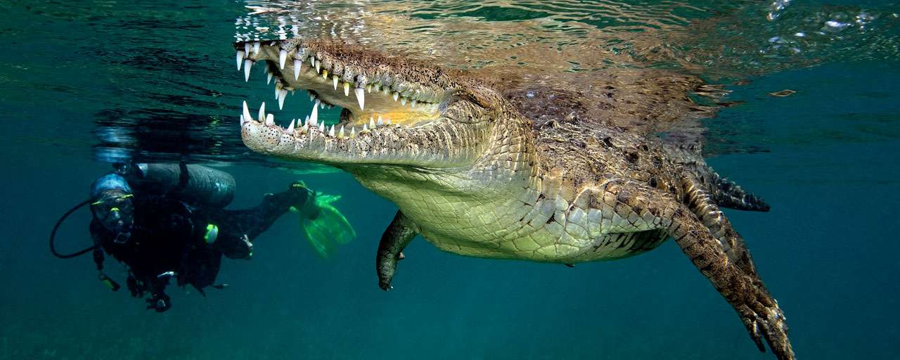Le crocodile américains à Cuba © Avalon - Scott & Lauren Johnson
