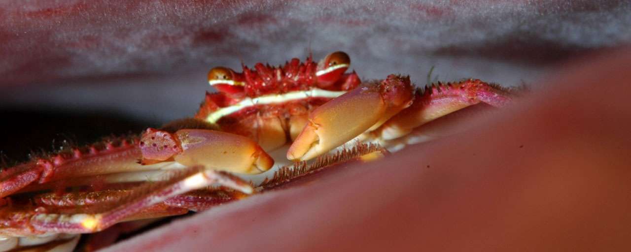 Crabe - Les Saintes © La Dive Bouteille - Luc Penin