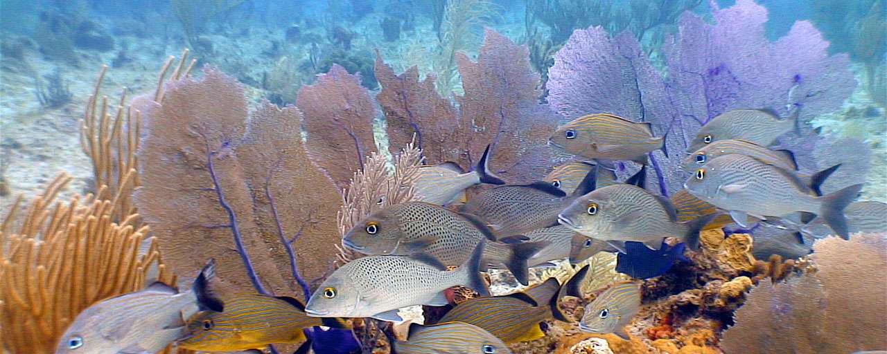 Grand Cayman © CIDT - Jay Easterbrook