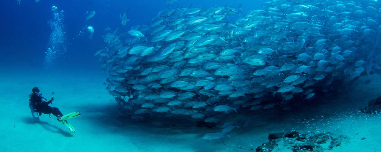 Mer de Cortez - MExique © Shutterstock - Leonrardo - Gonzalez