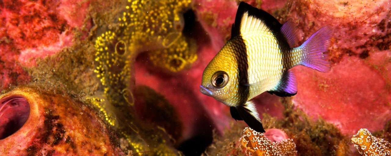 Anda - Bohol © Amun Ini Dive