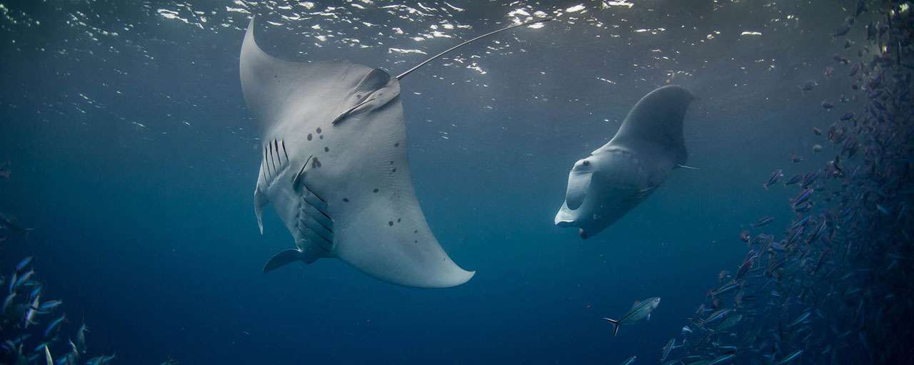 Palau © Fish'n Fins Palau - Enric Sala