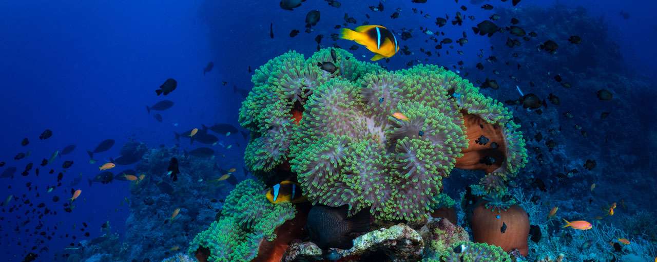 St Johns Reef - Egypte © Shutterstock - Timsimages